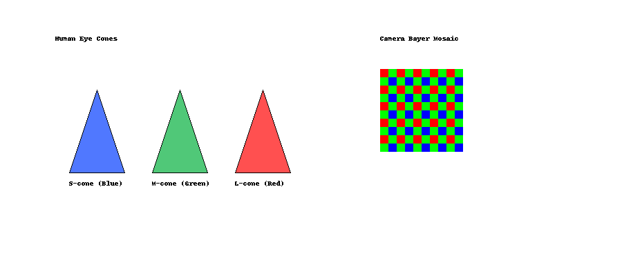 Human cone sensitivity vs camera Bayer filter comparison